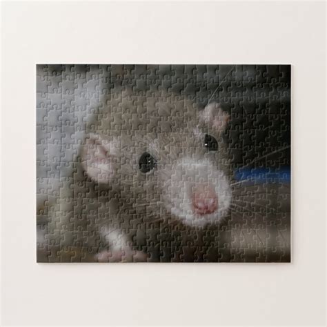 rat crossword|female rat crossword clue.